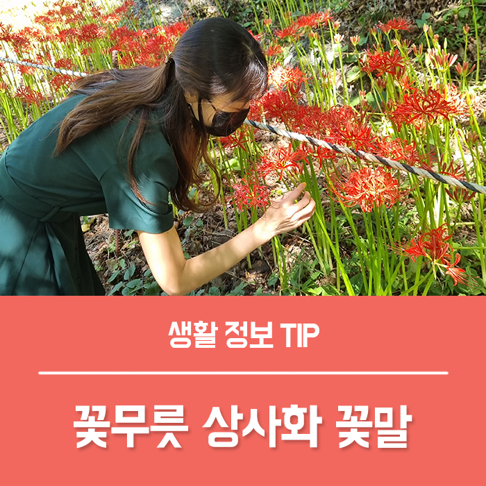  꽃무릇 꽃말 상사화 꽃무릇 차이 총정리!
