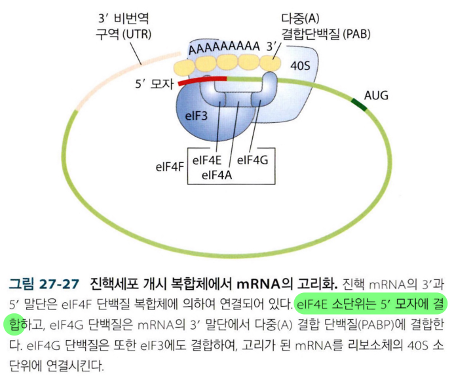  단백질 합성 개시 단계의 차이; 세균 vs 진핵
