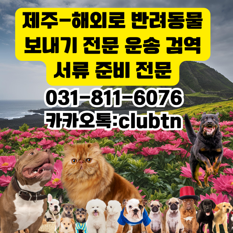  단두종 대형견 40kg이상급 견종 및 강아지 제주도-서울 서울-제주도 픽업 운송 전문 서비스 반려동물 제주도 운송