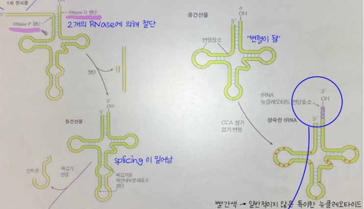  tRNA, rRNA, miRNA의 가공