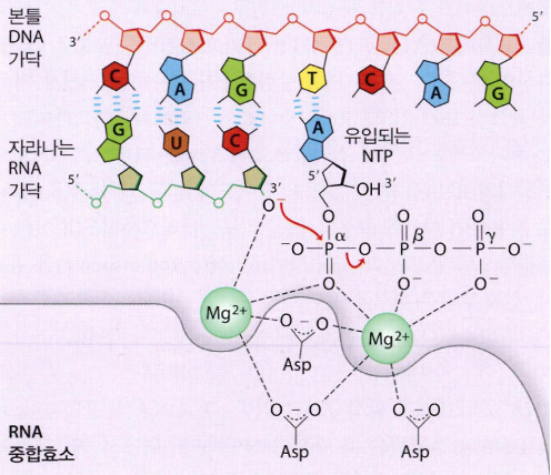  RNA 대사