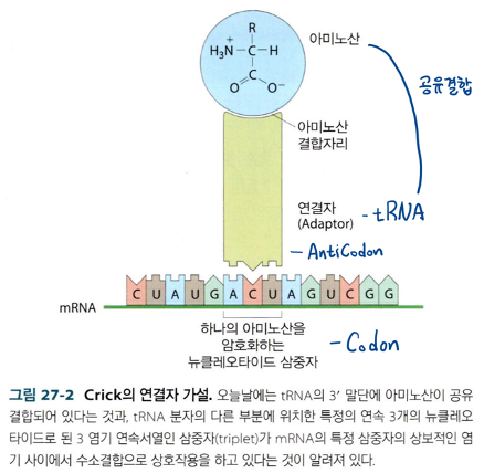  단백질 대사의 연결자 가설