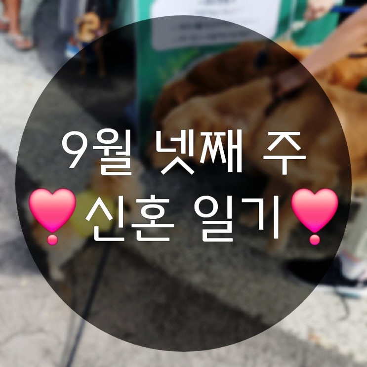  9월 넷째 주의 일상기록(춘천애니메이션박물관 춘천반려동물페스티벌)