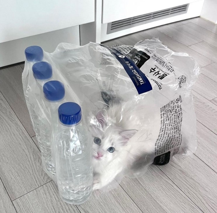  랙돌 애기 시절 사진 모음집