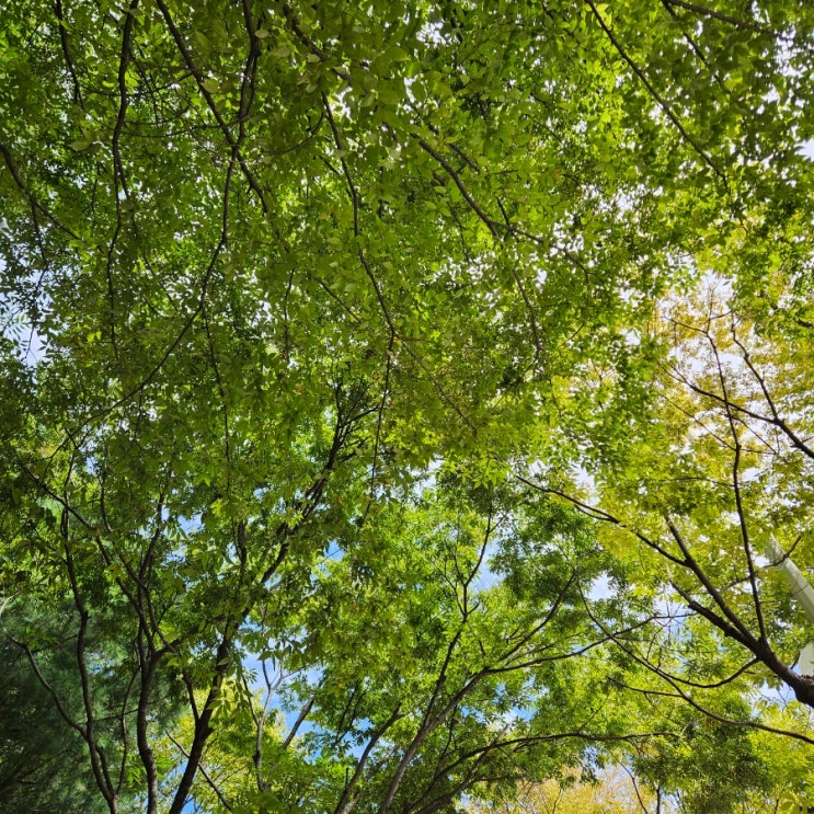 터짐(액체 나옴), 펩시 페스타, <b>로드</b>투<b>킹덤</b>, 스타벅스 왕밤빵