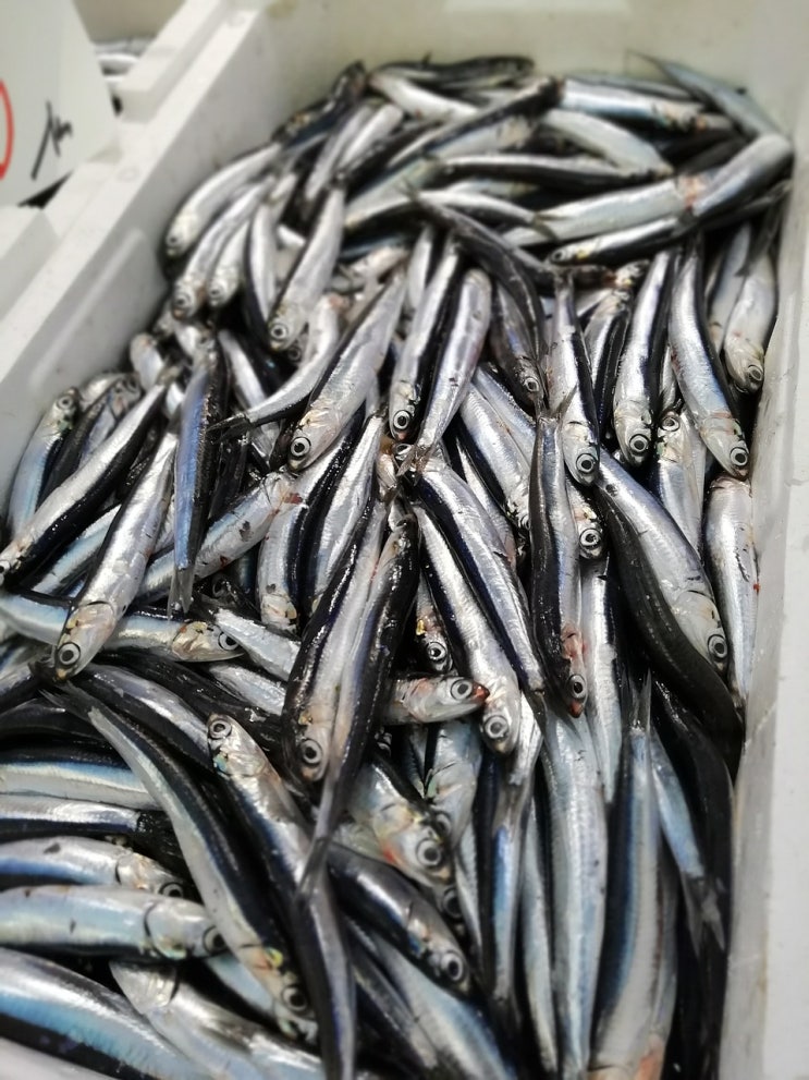  신선한 수산물 고르는 방법과 보관 기간 및 해동 법