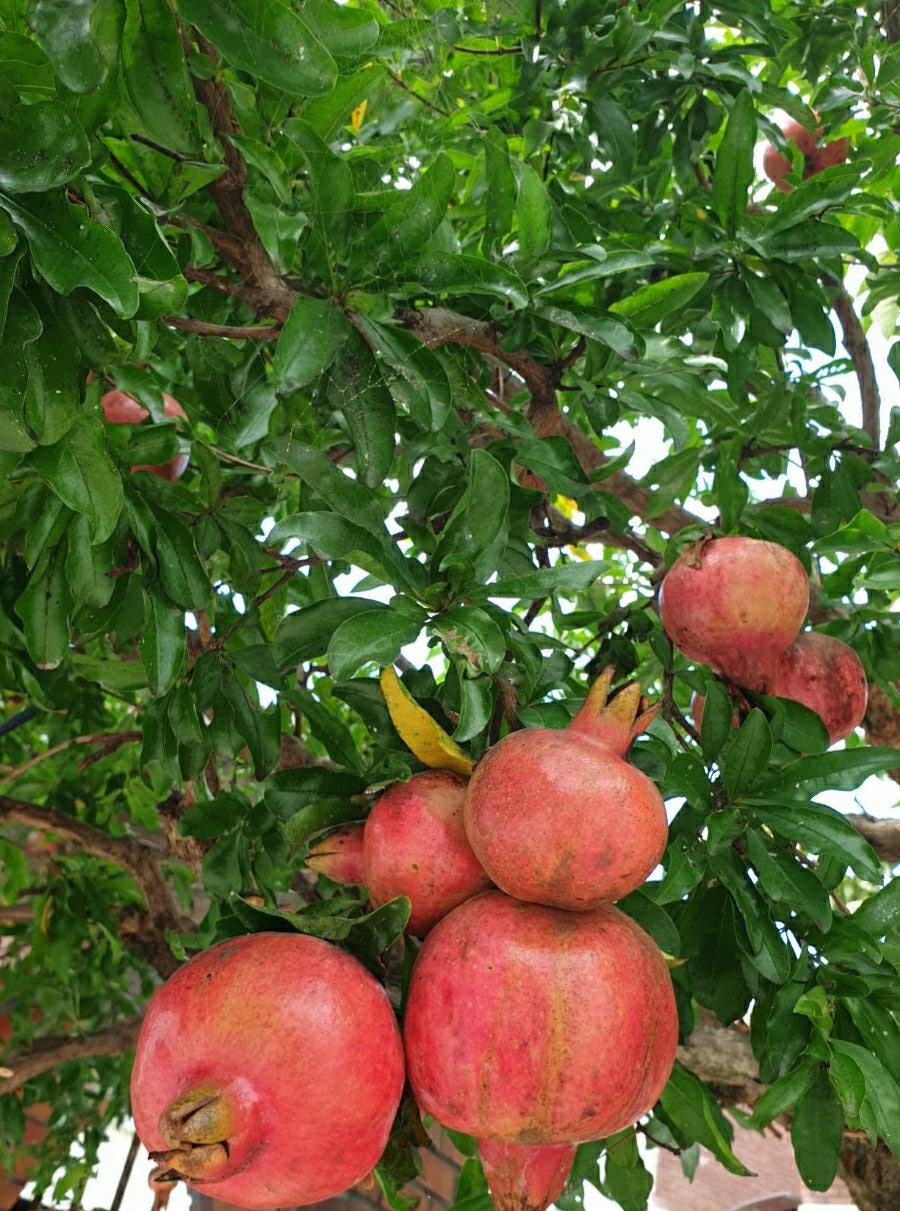 화중화 사진 2