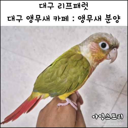  대구 앵무새 카페 앵무새분양 대구 리프패럿 앵무새 윙컷 발톱 정리