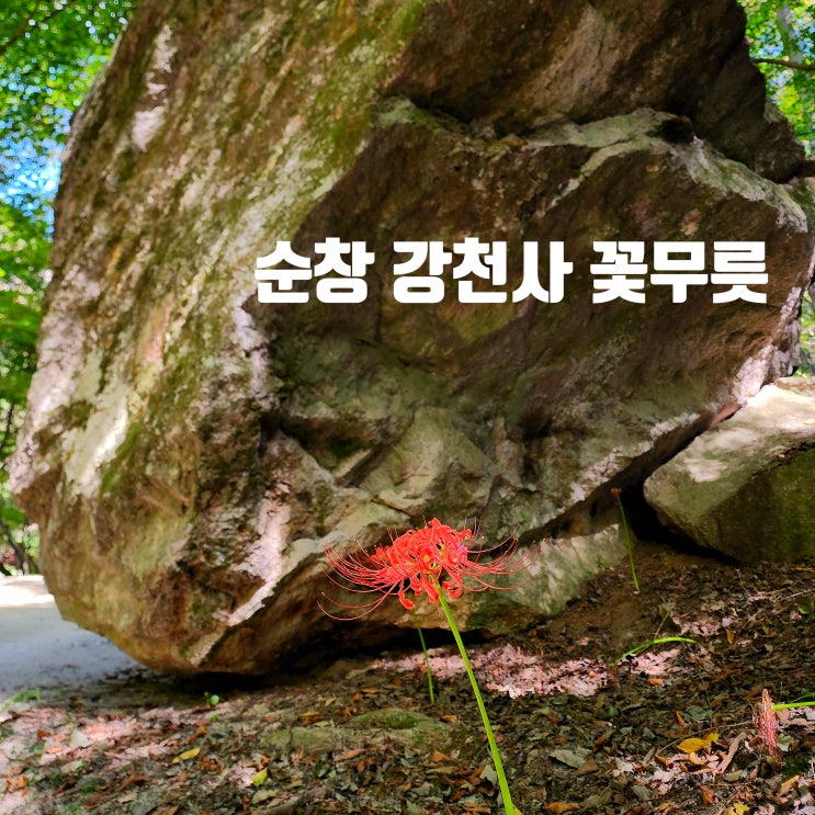  〔전북순창〕순창 강천사 꽃무릇 만개-강천사 단풍 11월 초 예상됨-전북 꽃무릇
