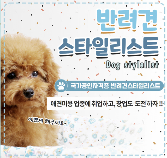 반려동물 애견미용 반려견 스타일리스트 자격증