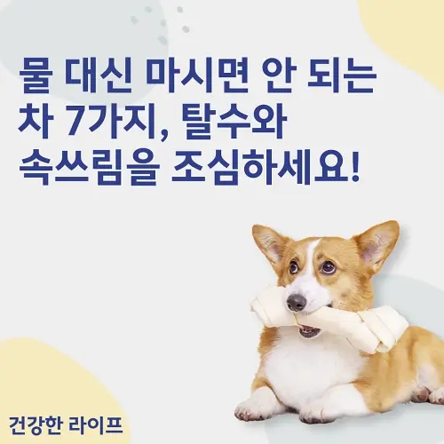  물 대신 마시면 안 되는 차 7가지, 탈수와 속쓰림을 조심하세요!
