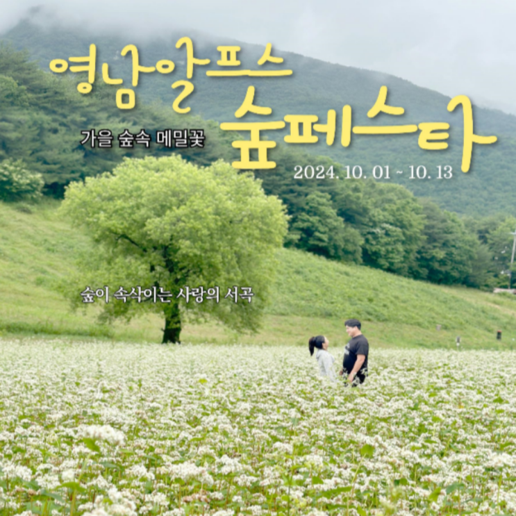  영남알프스 숲페스타 기본정보 10월 메밀꽃 울주군 가볼만한곳