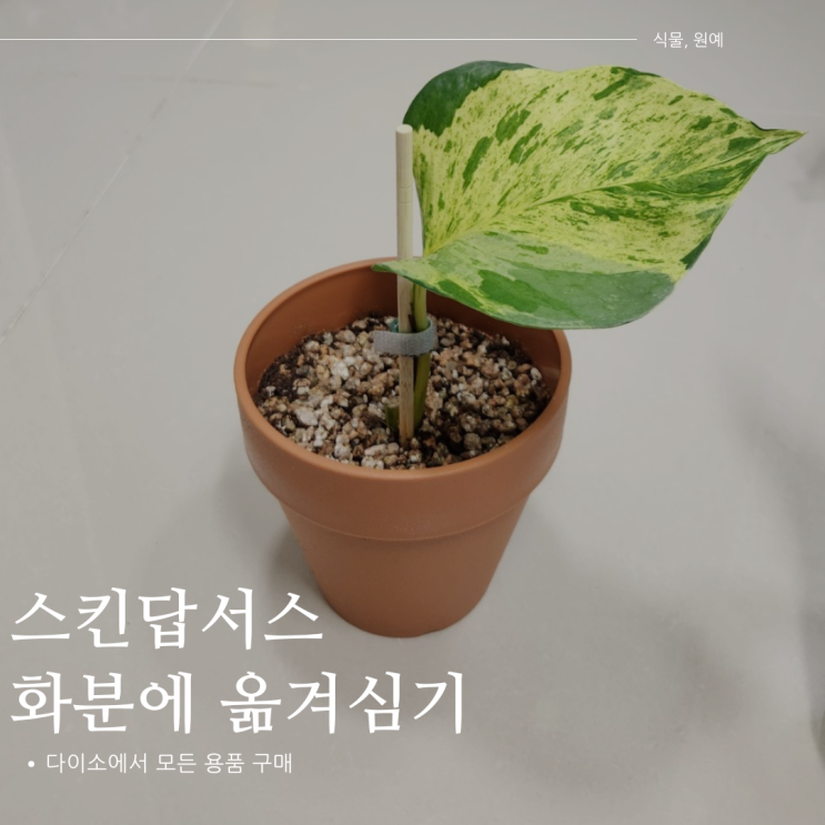  스킨답서스 잎 - 화분에 심기 (다이소 용품 구매)