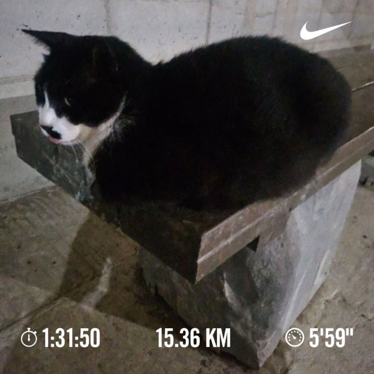 [챌린지]매일10km 러닝 및 걷기 1145일차 인증 및 2024하반기 마라톤 일정