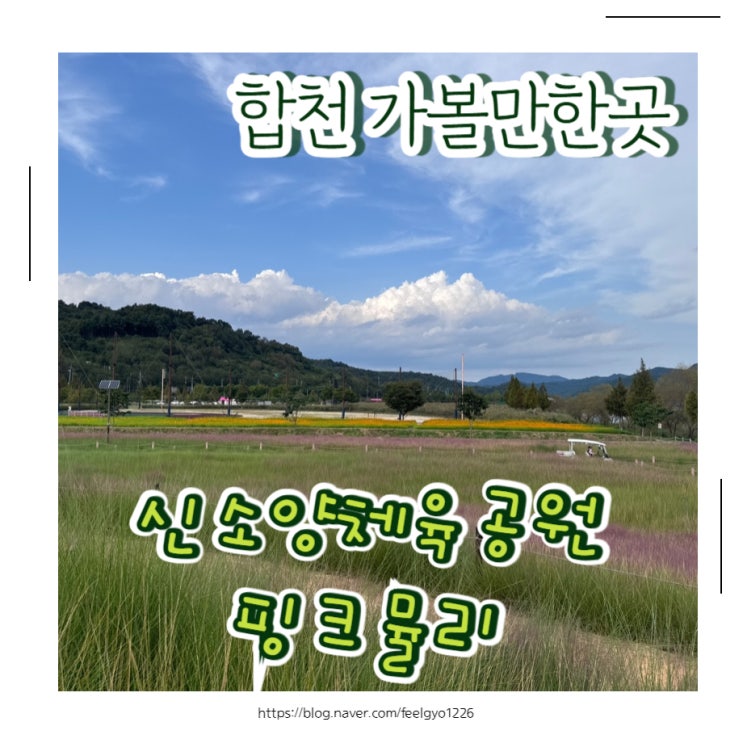  합천 가볼만한곳 신소양체육공원 핑크뮬리 코스모스 보고왔어요