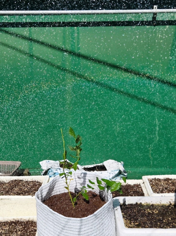 집에서 즐기는 블루베리 키우기: 깨비농장 블루베리 DIY 집에서 즐기는 블루베리 키우기: 깨비농장 블루베리 DIY