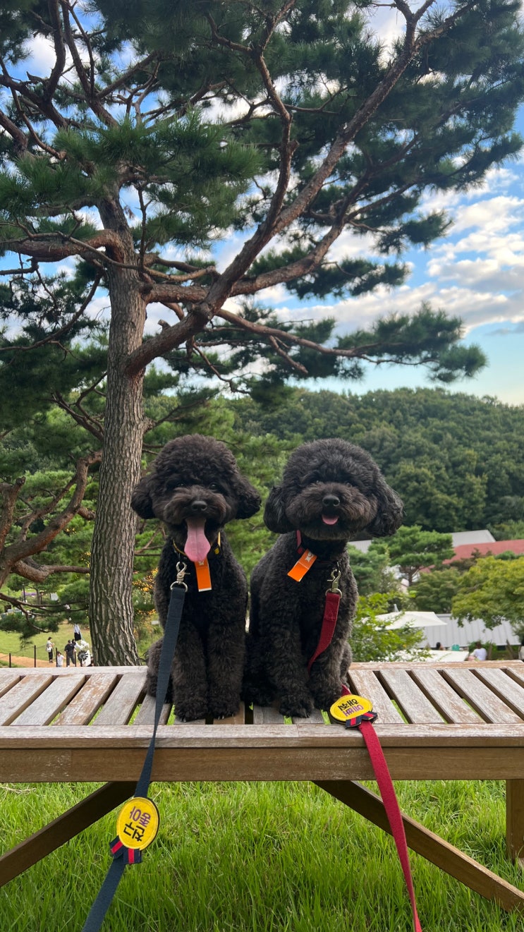  용인 애견운동장 5000평 규모 천연잔디 테일45