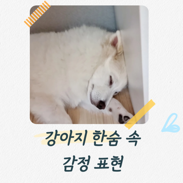  강아지 한숨에 숨어 있는 감정과 말하고 싶은 마음은?