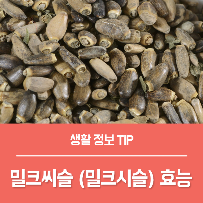  밀크씨슬 효능 TOP4, 밀크시슬 간영양제 추천 기준은?