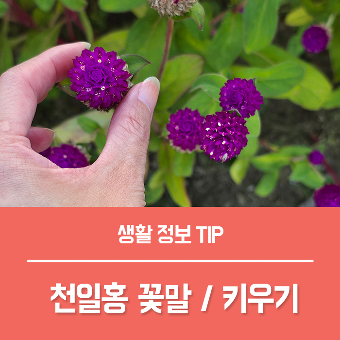  천일홍 꽃말 천일홍 키우기, 모종 파종 하는법은?