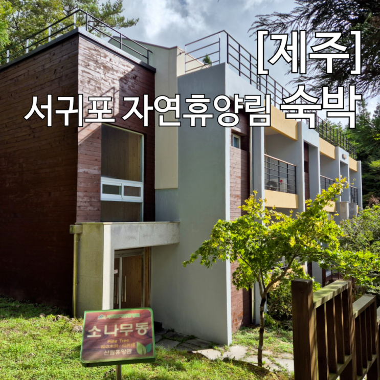  3만원대 제주 가성비 숙소 서귀포 자연휴양림 숙박 후기 삼나무동 5인실