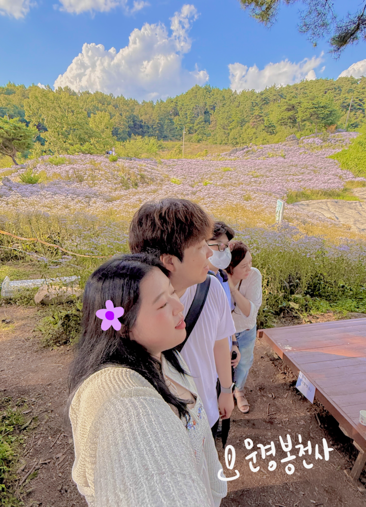  10월 경북 문경 봉천사 당일치기 개미취 축제 기간 개화 상태 주차장
