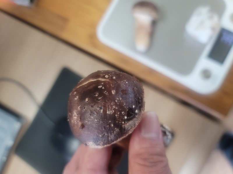 [사천표고농장][사천버섯][참송이버섯] 버섯 위의 하얀색 부분은 곰팡이가 아닙니다!