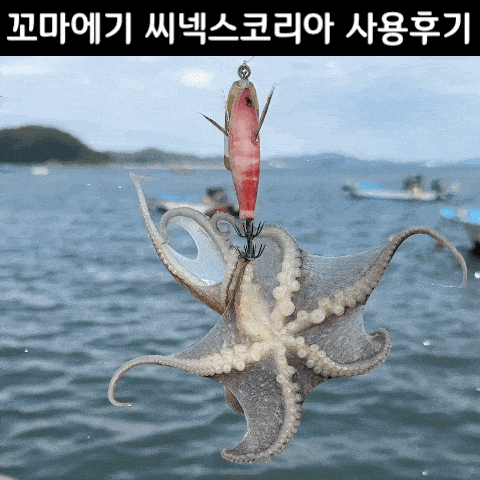 꼬마<b>에기</b> 추천 내돈내산 장봉도 쭈꾸미 워킹 낚시 후기