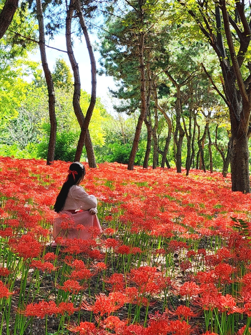 안산 _ 실시간 서울 근교 가을꽃 명소 한대앞역 황토십리길 붉은섬공원 붉은 꽃무릇 군락지