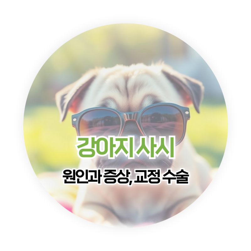 강아지 사시일까? 확인방법 원인 교정 수술 필요한 경우