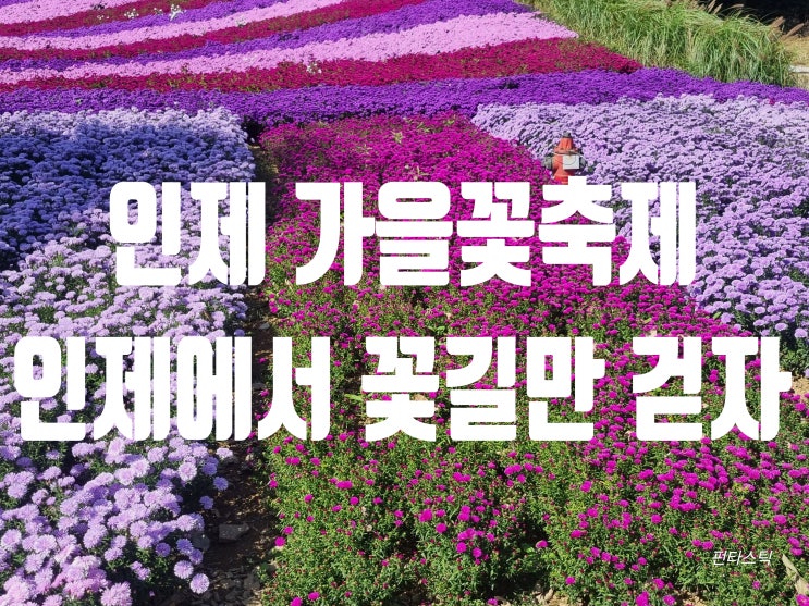 강원도 <b>인제 가을꽃축제</b> 인제에서 꽃길만 걷자 가을 향기 듬뿍... 