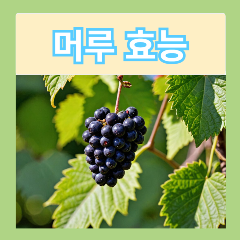 머루 효능 머루주 담그는법