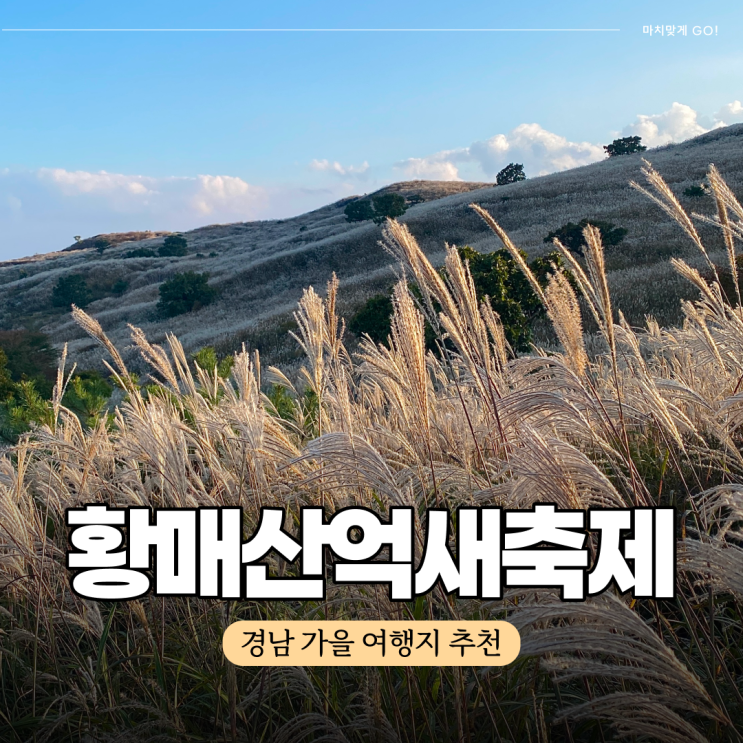  경남 합천 황매산 억새 군락지 축제 10월 가을여행 ( 2023년 억새 사진 )
