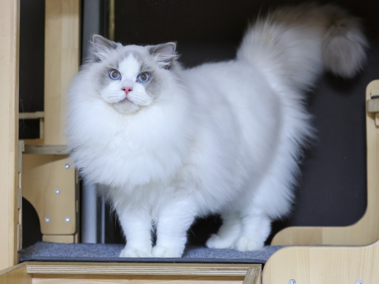 랙돌 기본정보 블루바이 나마스테 성격 특징, 유럽 수입 고양이 캐터리