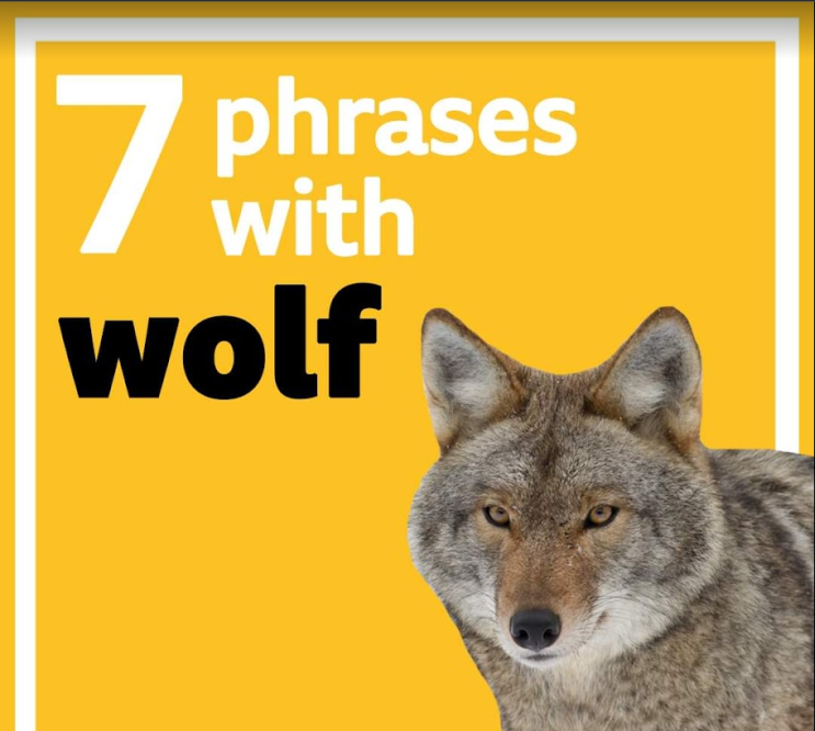 [영어] Wolf로 시작하는 관용어구 표현 1