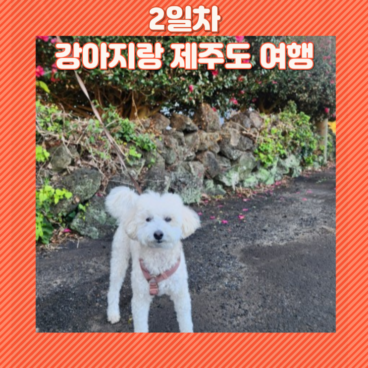  2일차 강아지와 제주도 동쪽 여행_수산리, 용눈이 오름