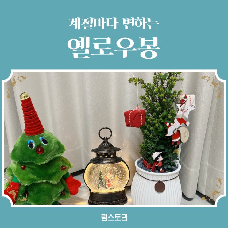  평촌역꽃가게 미란꽃방에서 크리스마스 화분 데려왔어요 