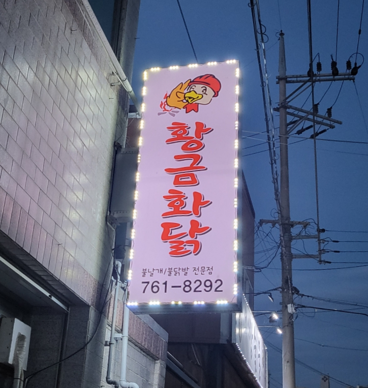 황금화닭 사진 3