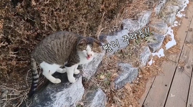  핑크핑크 똥꼬 길고양이는 옥수 밖에 없을 걸? : 유기묘옥수