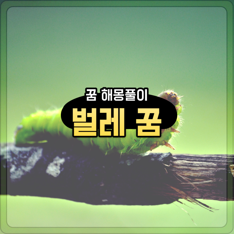 벌레꿈 벌레 나오는꿈 벌레죽이는꿈 바퀴벌레 돈벌레 나오는 꿈