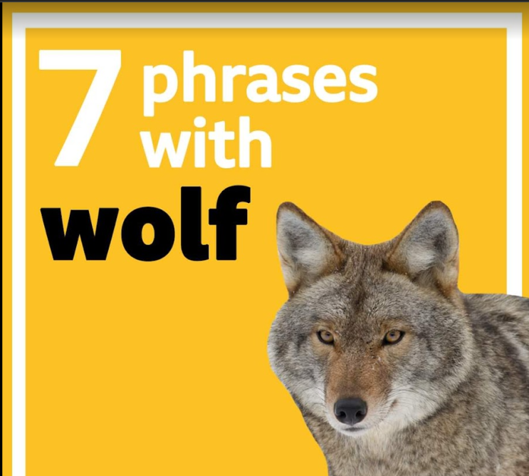 [영어] Wolf로 시작하는 관용어구 표현 2