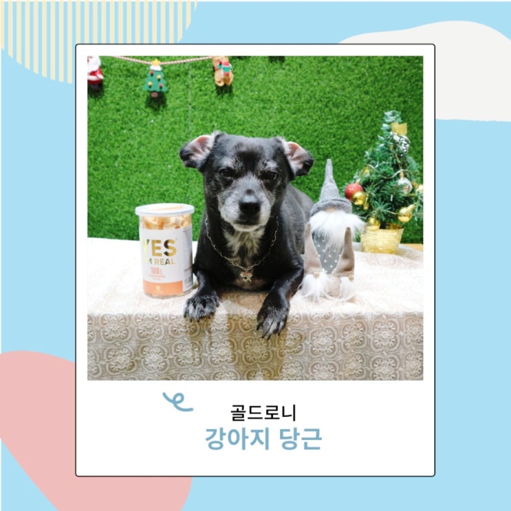 강아지 당근 골드로니 동결건조간식으로 눈 건강 지켜줘 강아지 당근 골드로니 동결건조간식으로 눈 건강 지켜줘