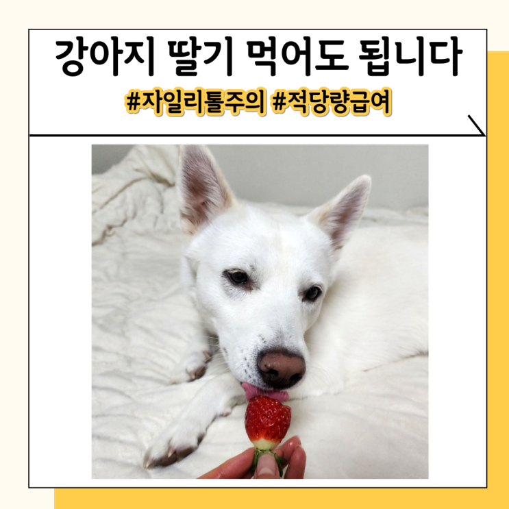 강아지 딸기 먹어도 되나요 급여 주의사항과 효능 강아지 딸기 먹어도 되나요 급여 주의사항과 효능