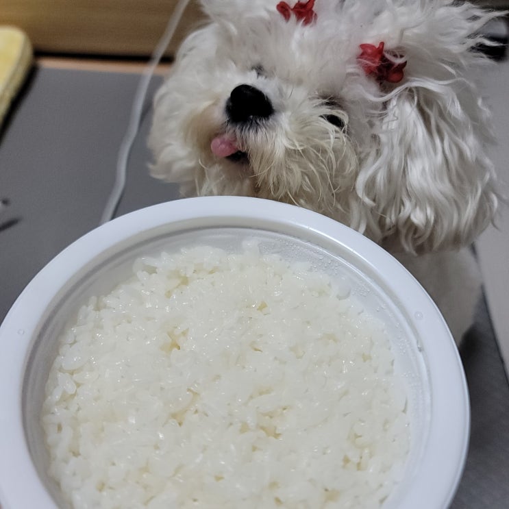 강아지 쌀밥 쌀죽 먹어도 될까? 누룽지는?