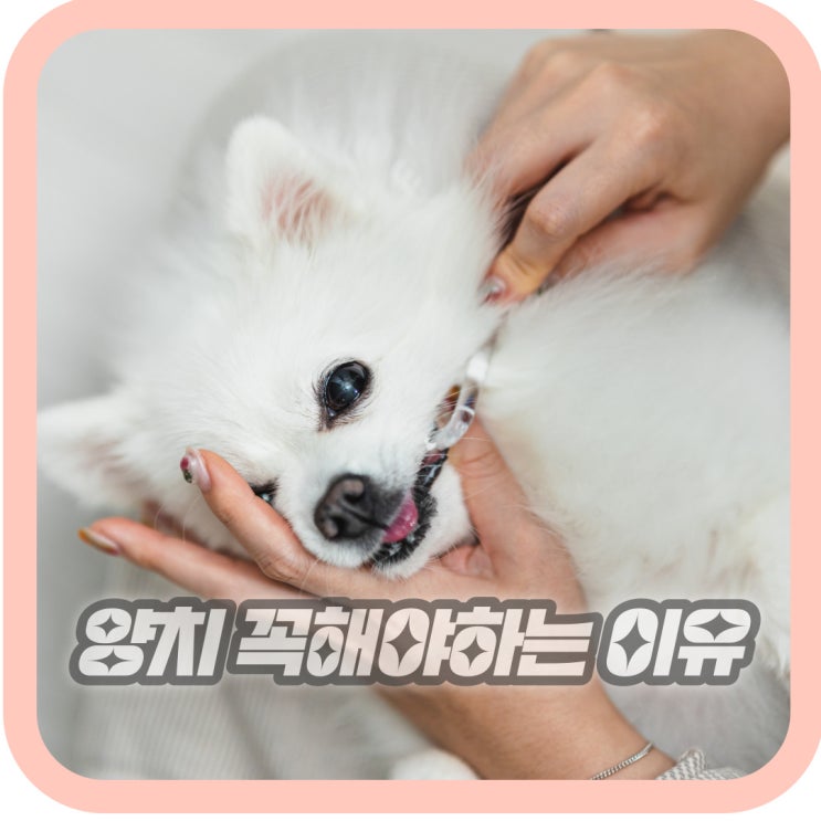  강아지 양치질 고양이 반려동물 양치 꼭 해야 하는 이유