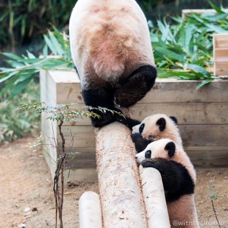 <b>판다</b><b>쌍둥이</b> 루이바오 <b>후이바오</b> 방사장 관람 오픈! 에버랜드... 