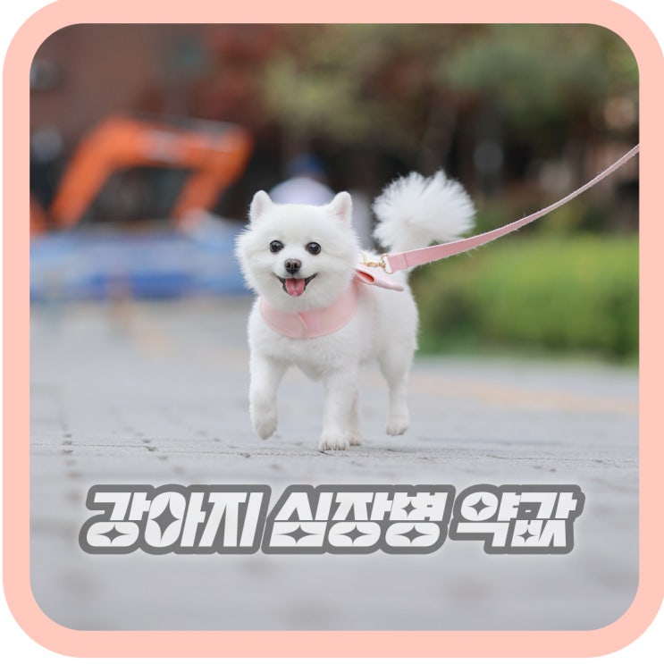  강아지 심장병 약값 월별/연간 강아지 병원비 총분석