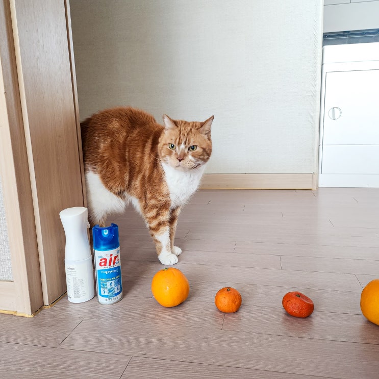  고양이 분리수면 교육 및 특정 공간 접근 못하게 하는 법과 용품