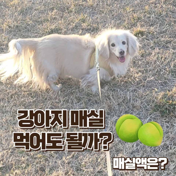  강아지 매실, 매실액 먹어도 안전할까? 급여방법은?