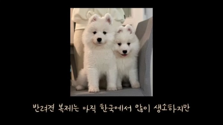  펫로스 증후군 그리고 복제견(feat.사모예드 티코)